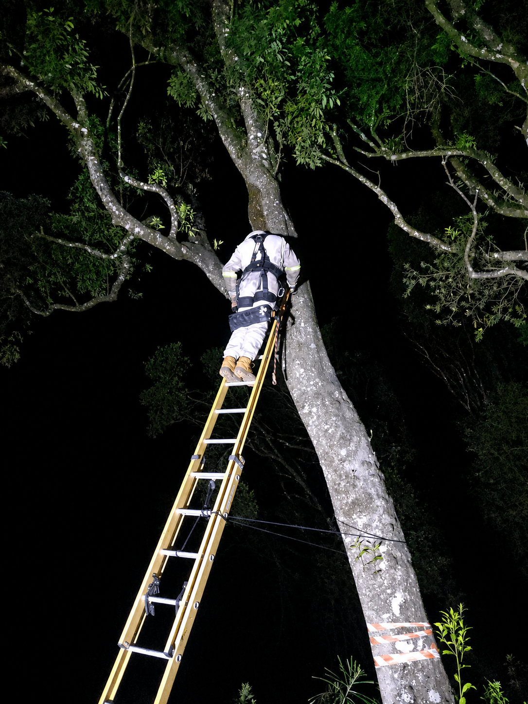 Apicultor equipado realizando remoção de abelhas em árvore alta